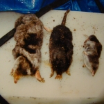 Mole, Starnose Mole, Shrew (Right to Left)