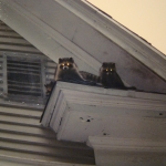Raccoons came out of vent.
