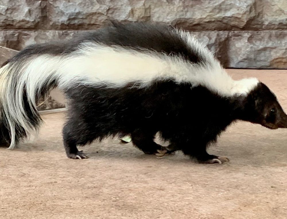 What's that Scratching in My Attic? Animal Removal Service