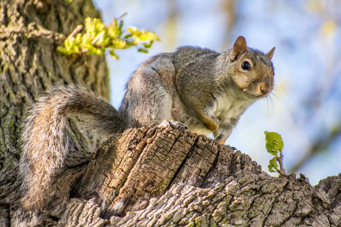closeup-of-squirrel-in-tree-2024-10-18-05-16-57-utc (Medium)