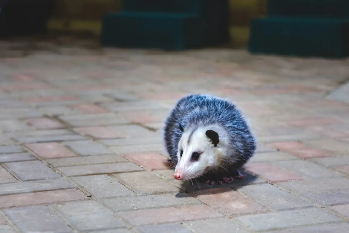 opossum-on-the-floor-at-a-zoo-2025-01-08-02-23-11-utc (Medium)